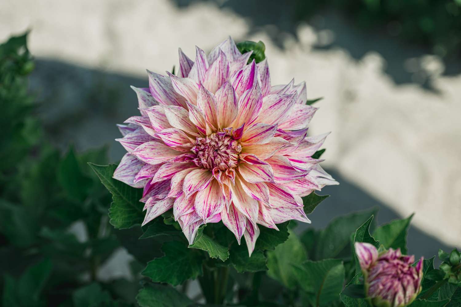 Dahlia 'Cafe au Lait Twist'